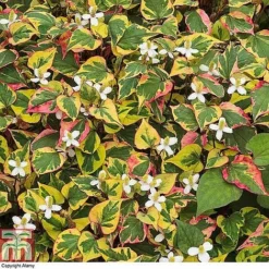 Houttuynia Cordata 'Chameleon' -Garden Central Sales Store HOUT 58076 A