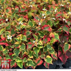 Houttuynia Cordata 'Chameleon' -Garden Central Sales Store HOUT 58076 D