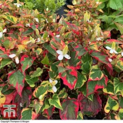 Houttuynia Cordata 'Chameleon' -Garden Central Sales Store HOUT 58076 F