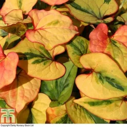 Houttuynia Cordata 'Flame' -Garden Central Sales Store HOUT T80293 A