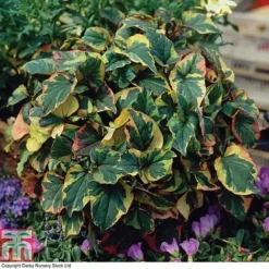 Houttuynia Cordata 'Flame' -Garden Central Sales Store HOUT T80293 B
