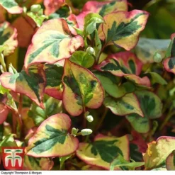Houttuynia Cordata 'Flame' -Garden Central Sales Store HOUT T80293 D
