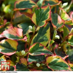 Houttuynia Cordata 'Flame' -Garden Central Sales Store HOUT T80293 E