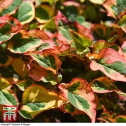 Houttuynia Cordata 'Flame' -Garden Central Sales Store HOUT T80293 F