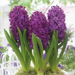Hyacinth 'Woodstock' -Garden Central Sales Store HYAC TKA7175 NOW2