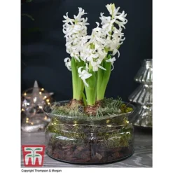 Lit Hyacinth Bowl - Gift -Garden Central Sales Store HYAC WGKB7415 C