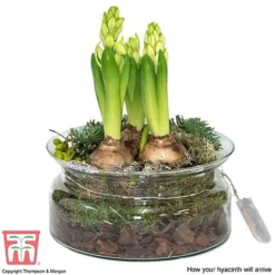 Lit Hyacinth Bowl - Gift -Garden Central Sales Store HYAC WGKB7415 D