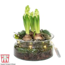Lit Hyacinth Bowl - Gift -Garden Central Sales Store HYAC WGKB7415 E