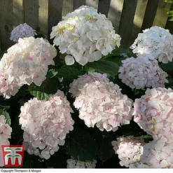 Hydrangea Macrophylla 'Mme E. Mouillere' -Garden Central Sales Store HYD t66239 D