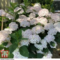 Hydrangea Macrophylla 'Mme E. Mouillere' -Garden Central Sales Store HYD t66239 E