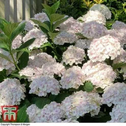 Hydrangea Macrophylla 'Mme E. Mouillere' -Garden Central Sales Store HYD t66239 F