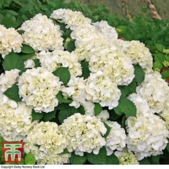 Hydrangea Macrophylla 'Wudu' -Garden Central Sales Store HYDR KB3623 C