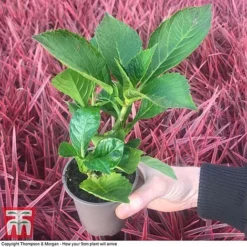 Hydrangea Macrophylla GLAM ROCK 'Horwack' -Garden Central Sales Store HYDR T10121 E