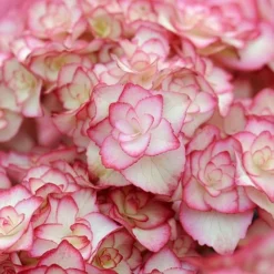 Hydrangea Macrophylla 'Miss Saori' -Garden Central Sales Store HYDR T56211 D h