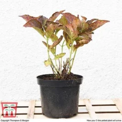 Hydrangea Macrophylla 'Miss Saori' -Garden Central Sales Store HYDR T56211 E