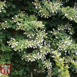 Hydrangea Petiolaris -Garden Central Sales Store HYDR T57999 C1