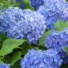 Hydrangea Macrophylla 'Blue Danube'