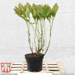 Hydrangea Macrophylla 'Blue Danube' -Garden Central Sales Store HYDR T58101 C