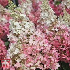 Hydrangea Paniculata 'Pinky Winky'