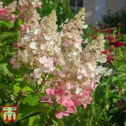 Hydrangea Paniculata 'Pinky Winky' -Garden Central Sales Store HYDR T58480 C1