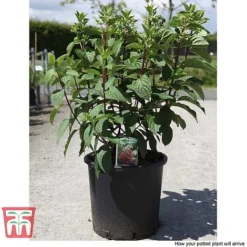 Hydrangea Paniculata 'Pinky Winky' -Garden Central Sales Store HYDR T58480 E1