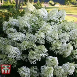 Hydrangea Paniculata 'Bobo' -Garden Central Sales Store HYDR T62057 A