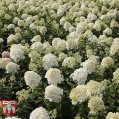 Hydrangea Paniculata 'Bobo' -Garden Central Sales Store HYDR T62057 C