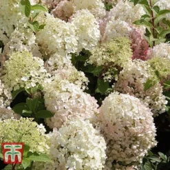 Hydrangea Paniculata 'Bobo' -Garden Central Sales Store HYDR T62057 D