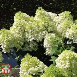 Hydrangea Paniculata 'Bobo' -Garden Central Sales Store HYDR T62057 E