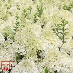 Hydrangea Paniculata 'Bobo' -Garden Central Sales Store HYDR T62057 F