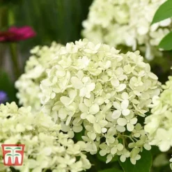 Hydrangea Paniculata 'Bobo' -Garden Central Sales Store HYDR T62057 H