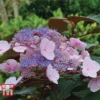 Hydrangea Aspera 'Hot Chocolate'