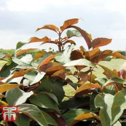 Hydrangea Aspera 'Hot Chocolate' -Garden Central Sales Store HYDR T62562 C