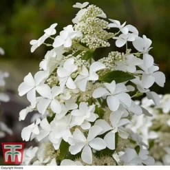 Hydrangea Paniculata 'Levana' -Garden Central Sales Store HYDR T63110 B