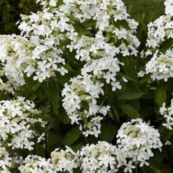 Hydrangea Paniculata 'Levana' -Garden Central Sales Store HYDR T63110 NOW1