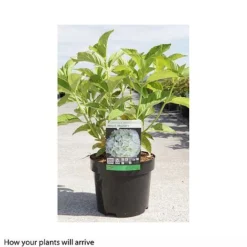 Hydrangea Macrophylla 'Mme E. Mouillere' -Garden Central Sales Store HYDR T66239 A h