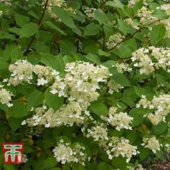 Hydrangea Paniculata 'Kyushu' -Garden Central Sales Store HYDR T66247 B