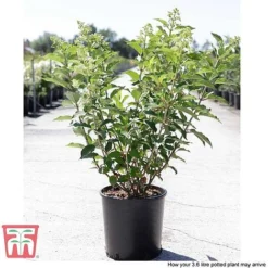 Hydrangea Paniculata 'Kyushu' -Garden Central Sales Store HYDR T66247 D