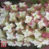 Hydrangea Quercifolia 'Snowflake'