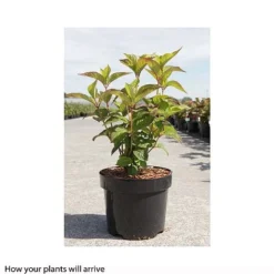 Hydrangea Serrata 'Avelroz' -Garden Central Sales Store HYDR T66256 A h