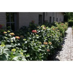 Hydrangea Macrophylla 'Alpengluehen' -Garden Central Sales Store HYDR T67973 A h