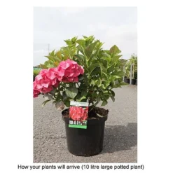 Hydrangea Macrophylla 'Alpengluehen' -Garden Central Sales Store HYDR T67973 B h