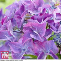 Hydrangea Macrophylla 'Black Diamonds Shining Angel Blue' -Garden Central Sales Store HYDR T79741 C1