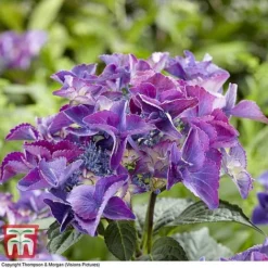 Hydrangea Macrophylla 'Black Diamonds Shining Angel Blue' -Garden Central Sales Store HYDR T79741 D1
