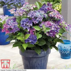 Hydrangea Macrophylla 'Black Diamonds Shining Angel Blue' -Garden Central Sales Store HYDR T79741 E1