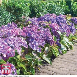 Hydrangea Macrophylla 'Black Diamonds Shining Angel Blue' -Garden Central Sales Store HYDR T79741 F1