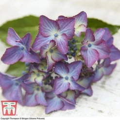 Hydrangea Macrophylla 'Black Diamonds Shining Angel Blue' -Garden Central Sales Store HYDR T79741 G1