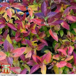 Hydrangea 'Runaway Bride' -Garden Central Sales Store HYDR TKA1041 AA1