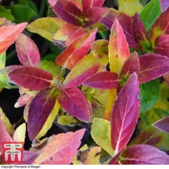 Hydrangea 'Runaway Bride' -Garden Central Sales Store HYDR TKA1041 BB1