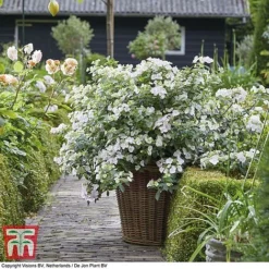 Hydrangea 'Runaway Bride' -Garden Central Sales Store HYDR TKA1041 G